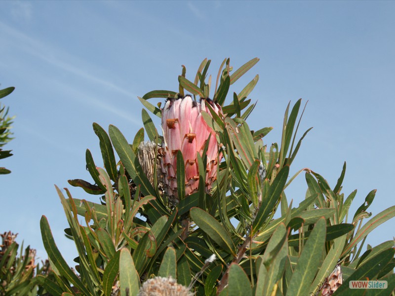 Protea