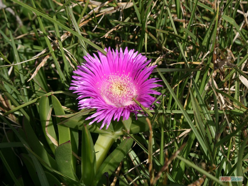 Purple Daisy - South Africa