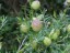 Ballon Milkweed