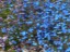 Blue Leschenaultia