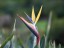 Mandela's Gold Bird of Paradise