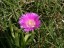 Purple Daisy - South Africa