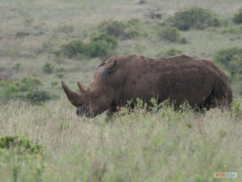 Black Rhino