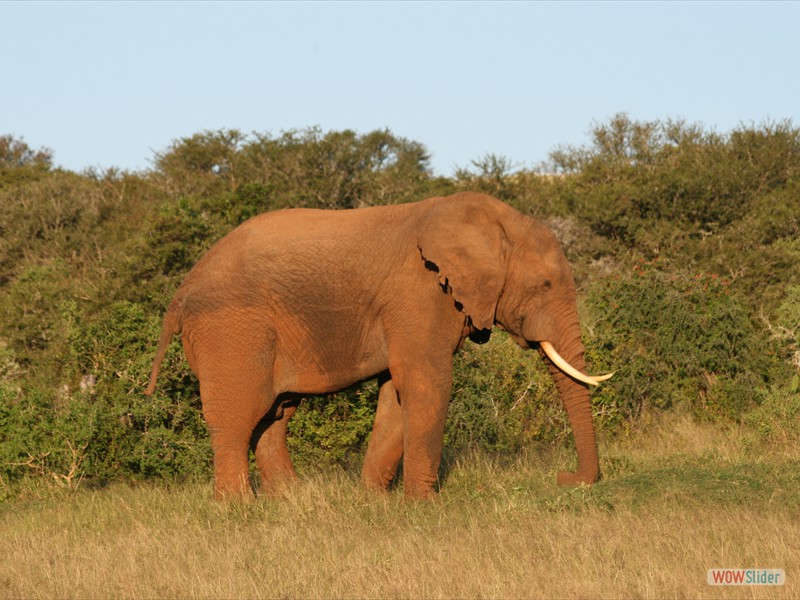 African Elephant