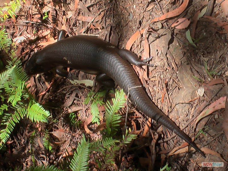 Black Rock Skink