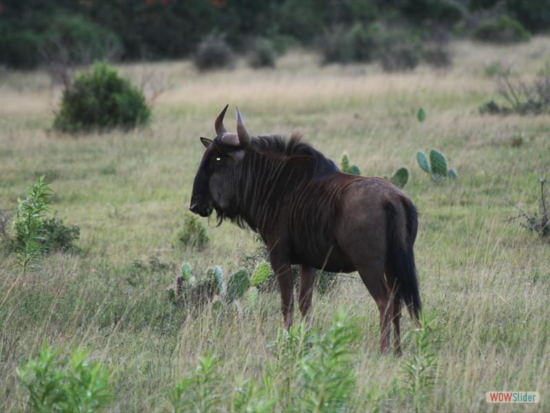 Blue Wildebeest