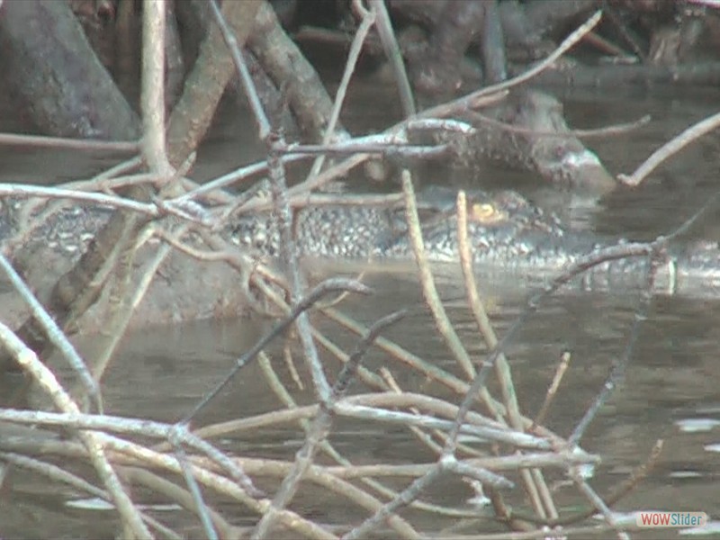 Crocodile in the Dickson Inlet