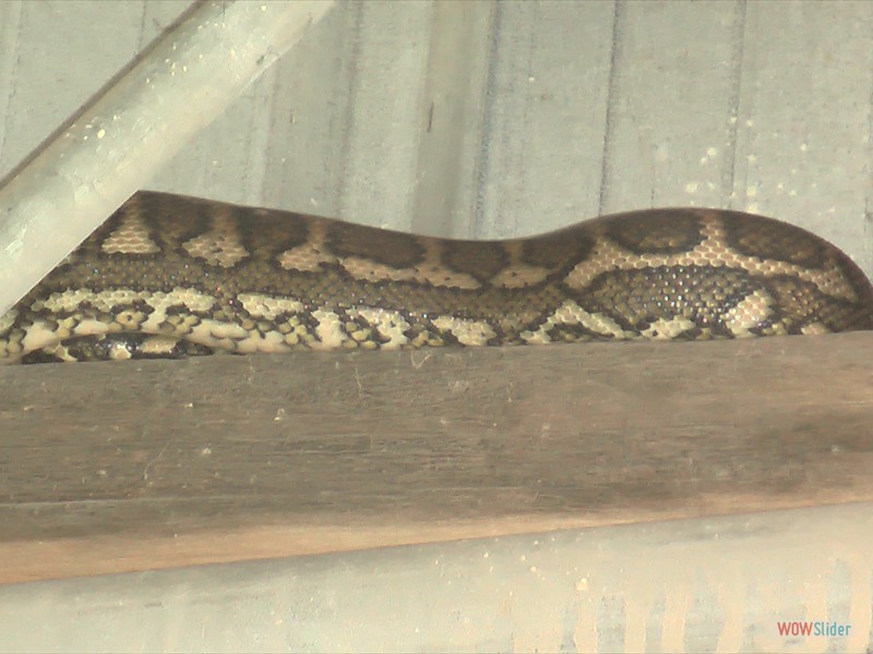 Diamond Head Python