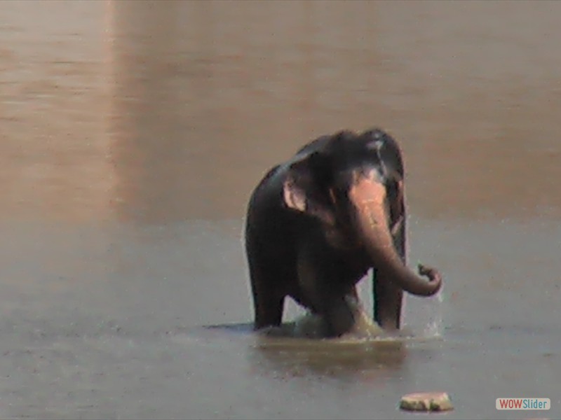 Indian Baby Elephant (Jaipur)