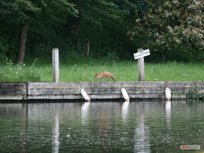 Fox on the River Thames