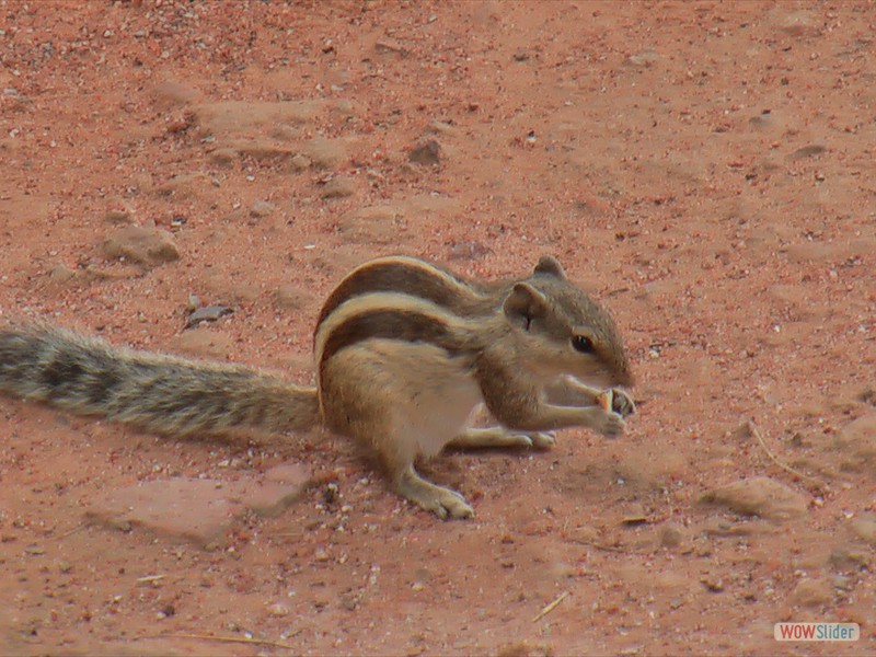 Squirrel (Pakistan)
