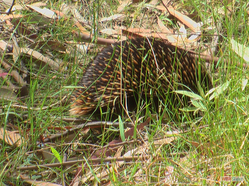 Echidna