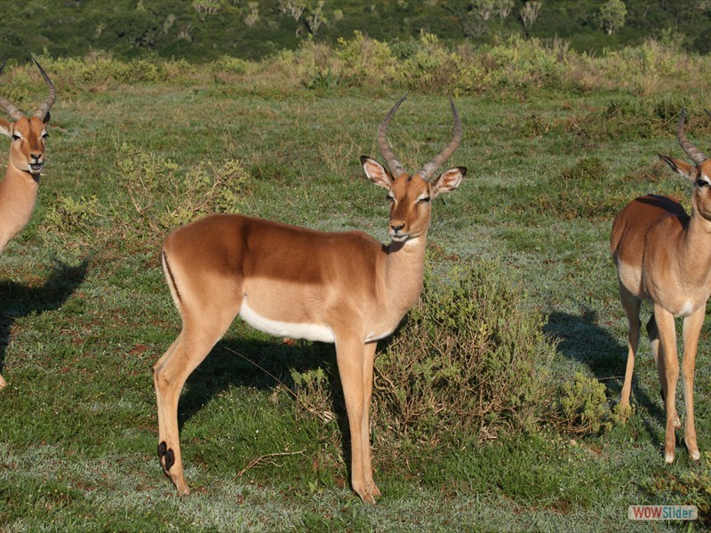 Impala