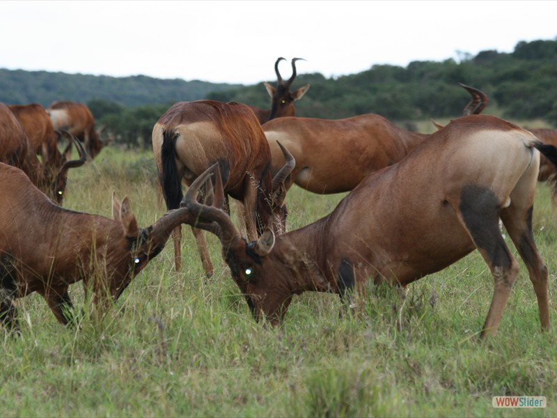 Kudu Fighting 