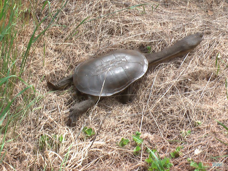 Long-necked Tortoise