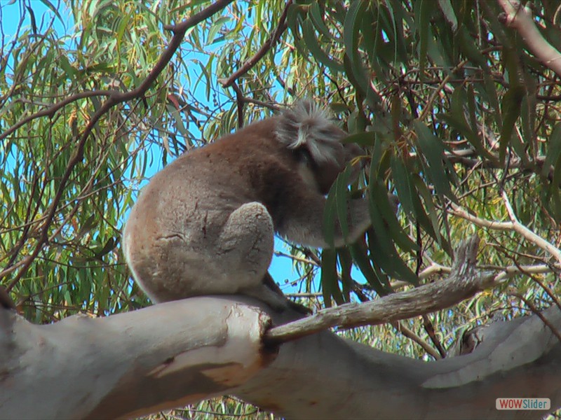 Koala