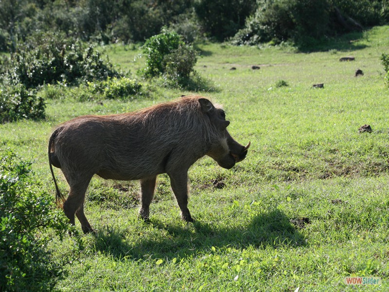 Warthog 