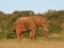 African Elephant