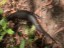 Black Rock Skink