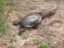 Long-necked Tortoise