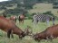 Red Hartebeest 